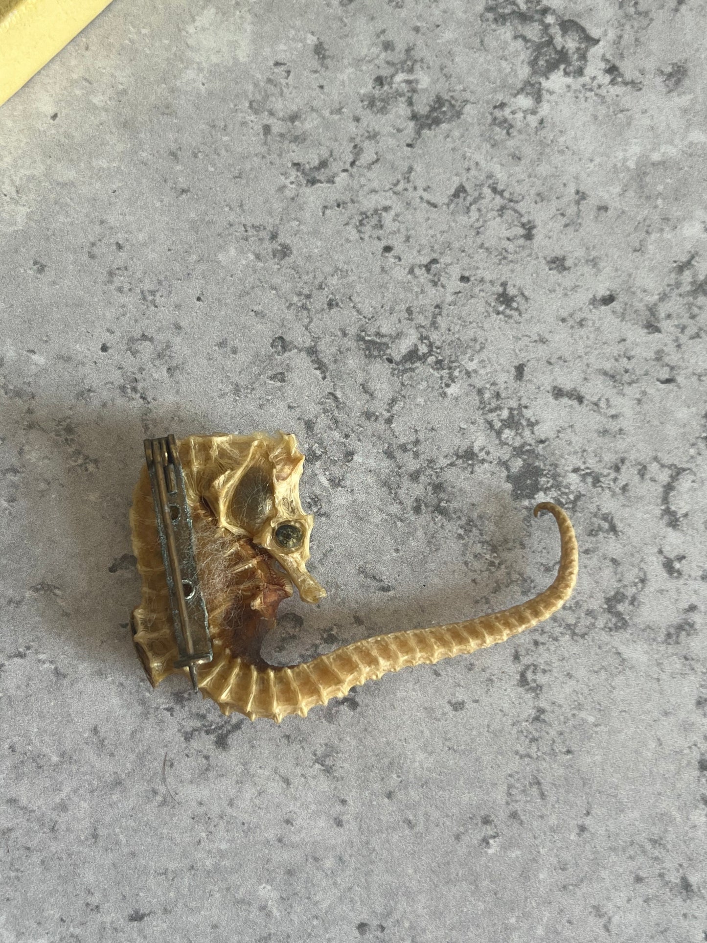 Vintage Taxidermy Seahorse Brooch With Crystal Eye Guernsey Made