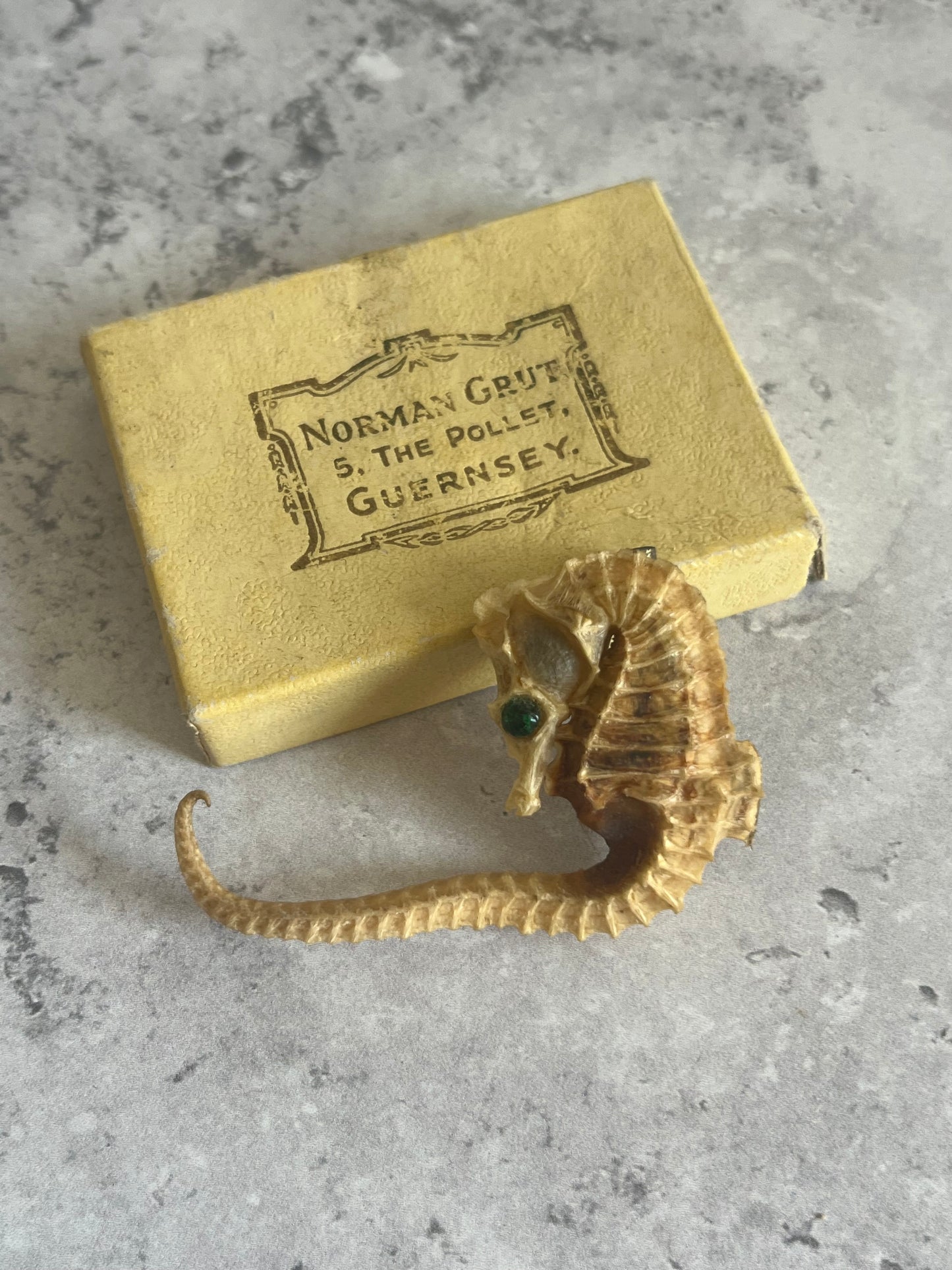 Vintage Taxidermy Seahorse Brooch With Crystal Eye Guernsey Made