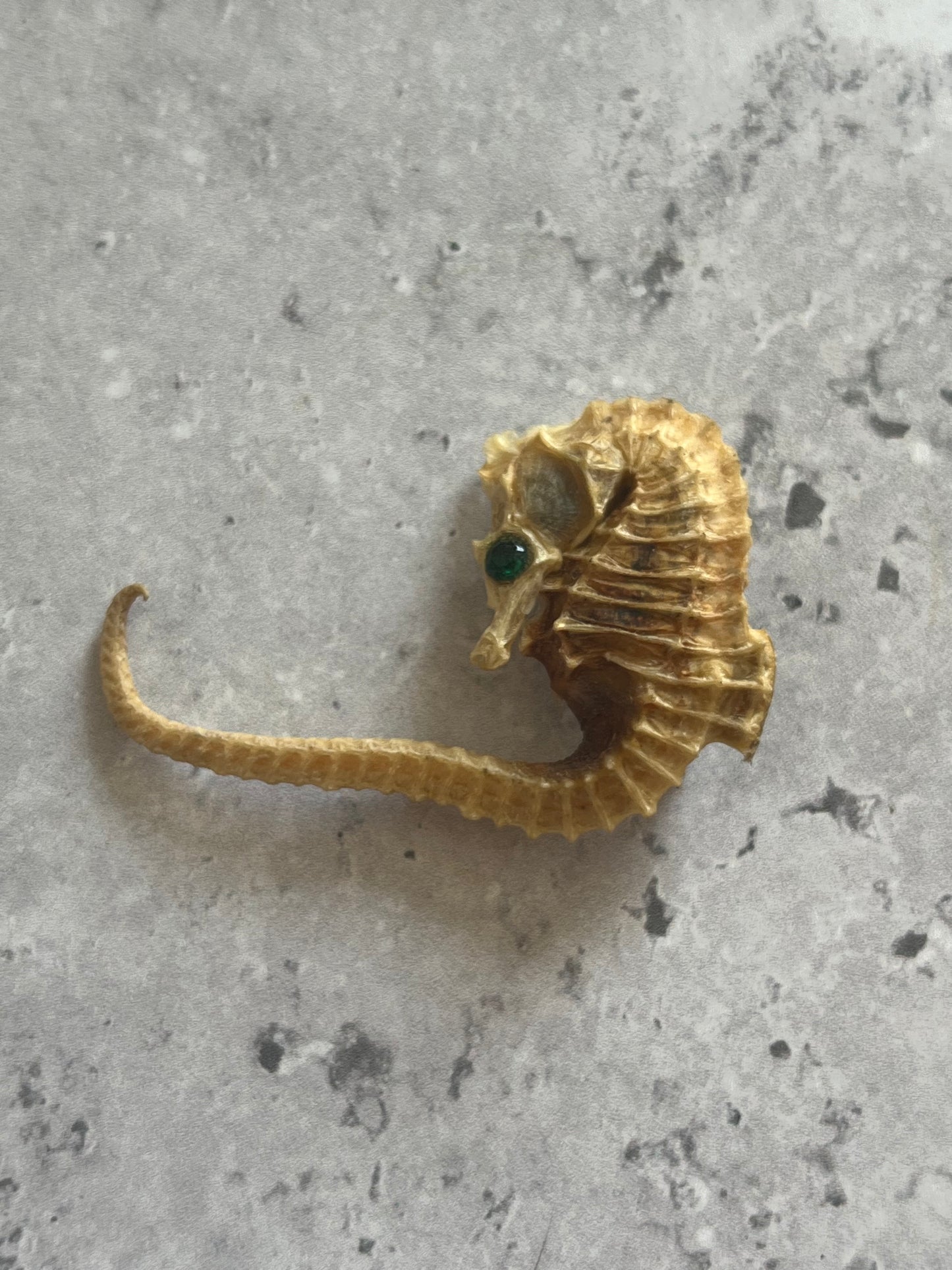 Vintage Taxidermy Seahorse Brooch With Crystal Eye Guernsey Made