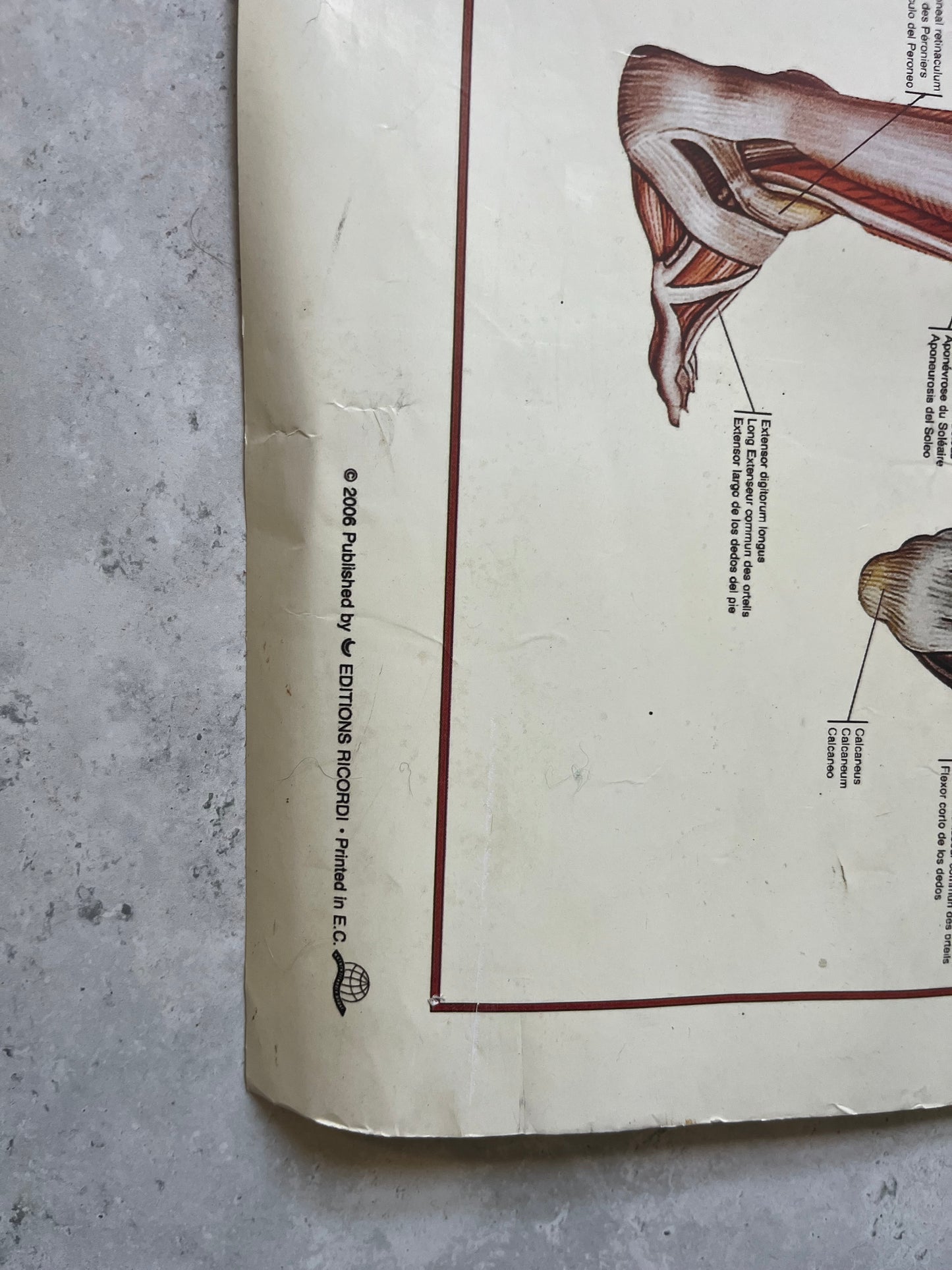 Vintage “The Muscular System” Anatomical Drawings Poster 68x99cm Medical Art