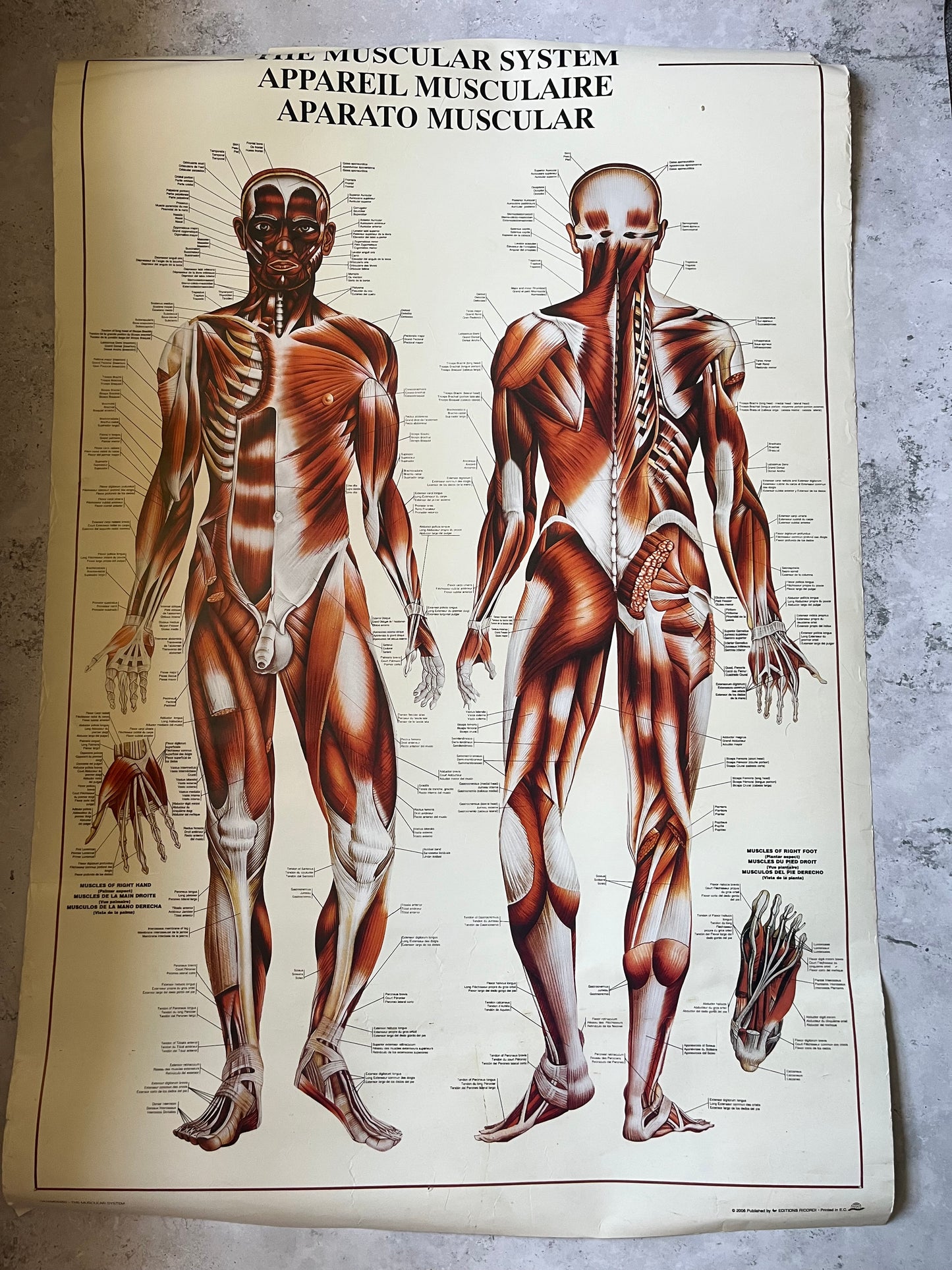 Vintage “The Muscular System” Anatomical Drawings Poster 68x99cm Medical Art