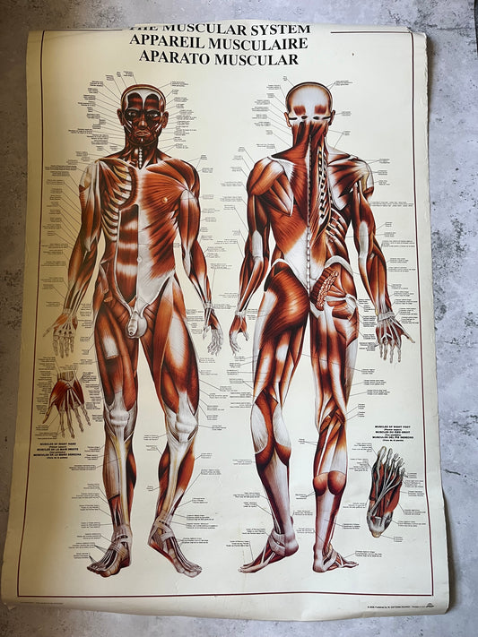 Vintage “The Muscular System” Anatomical Drawings Poster 68x99cm Medical Art