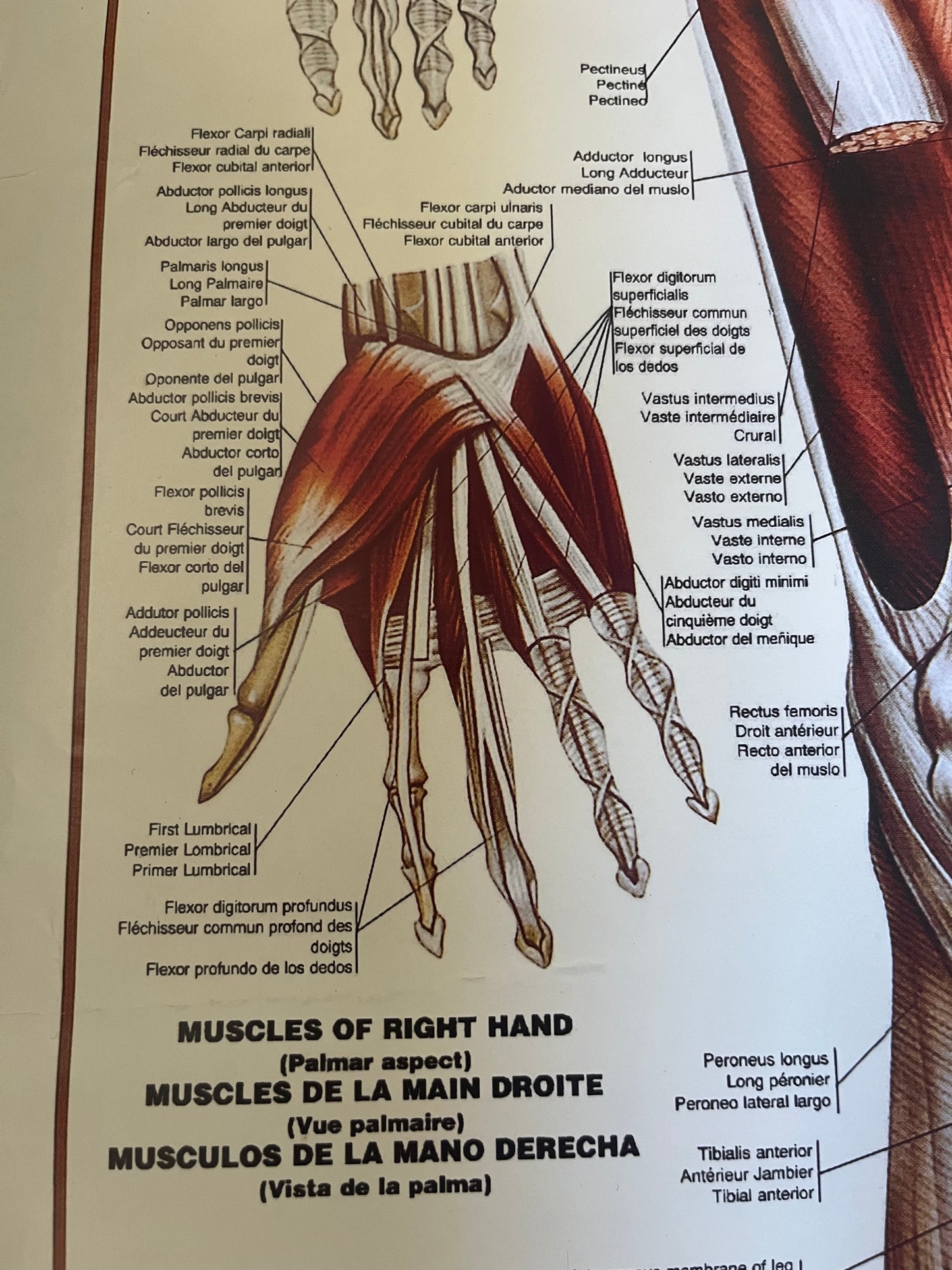 Vintage “The Muscular System” Anatomical Drawings Poster 68x99cm Medical Art