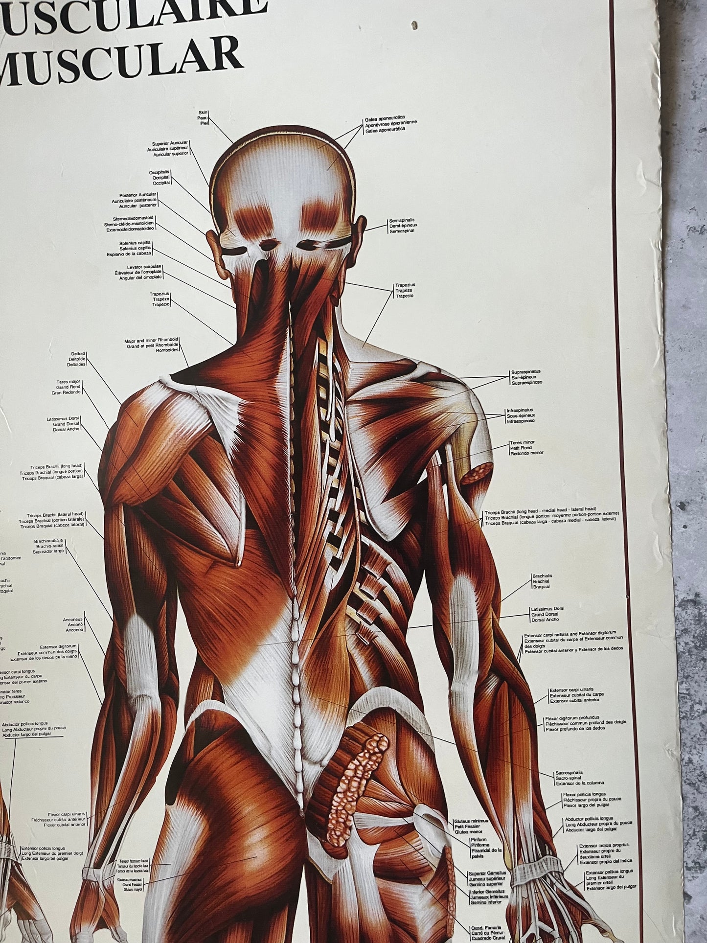 Vintage “The Muscular System” Anatomical Drawings Poster 68x99cm Medical Art
