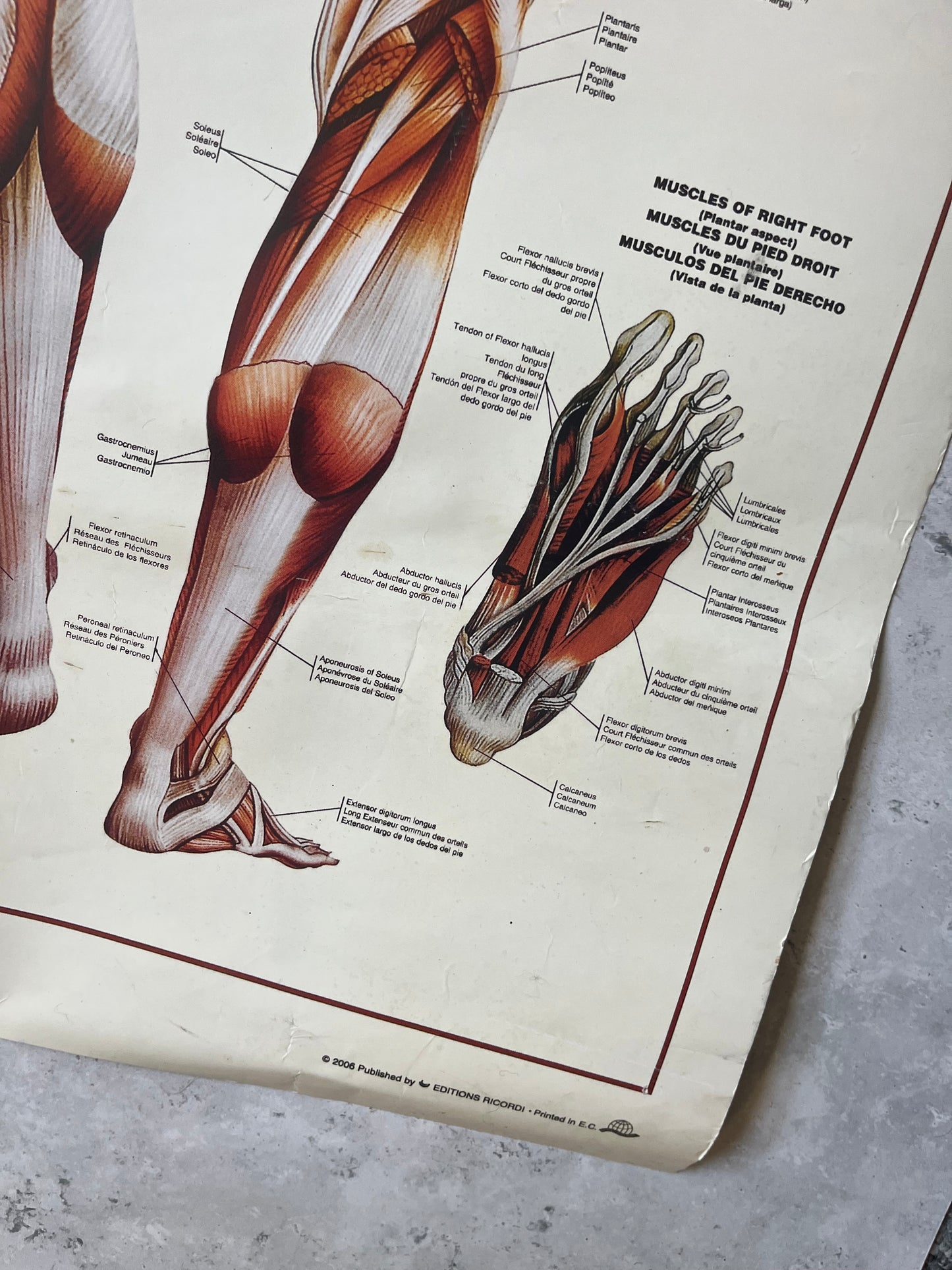 Vintage “The Muscular System” Anatomical Drawings Poster 68x99cm Medical Art