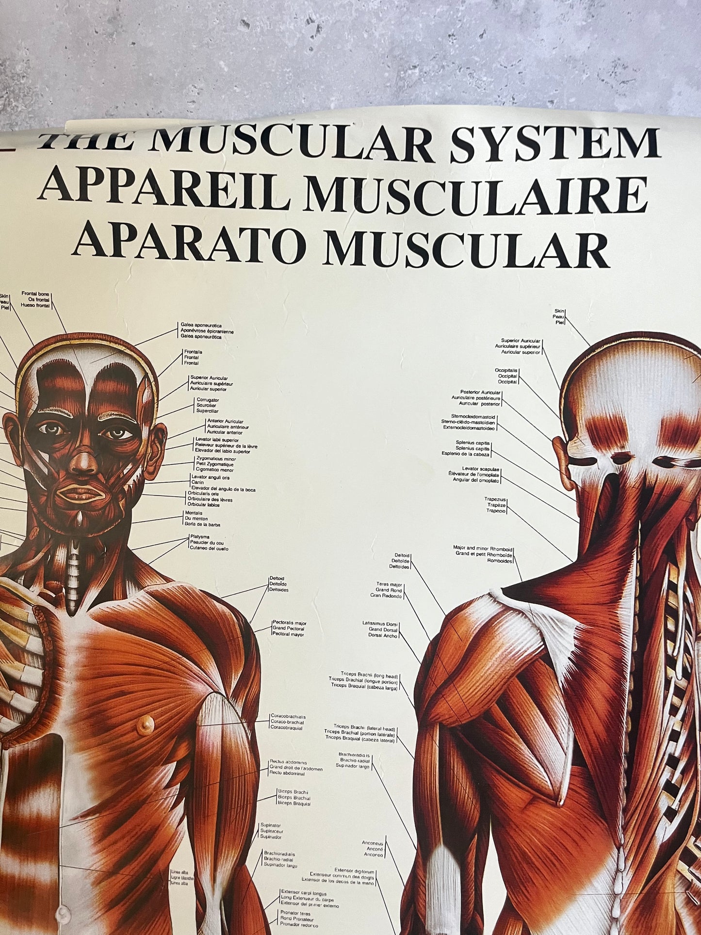 Vintage “The Muscular System” Anatomical Drawings Poster 68x99cm Medical Art
