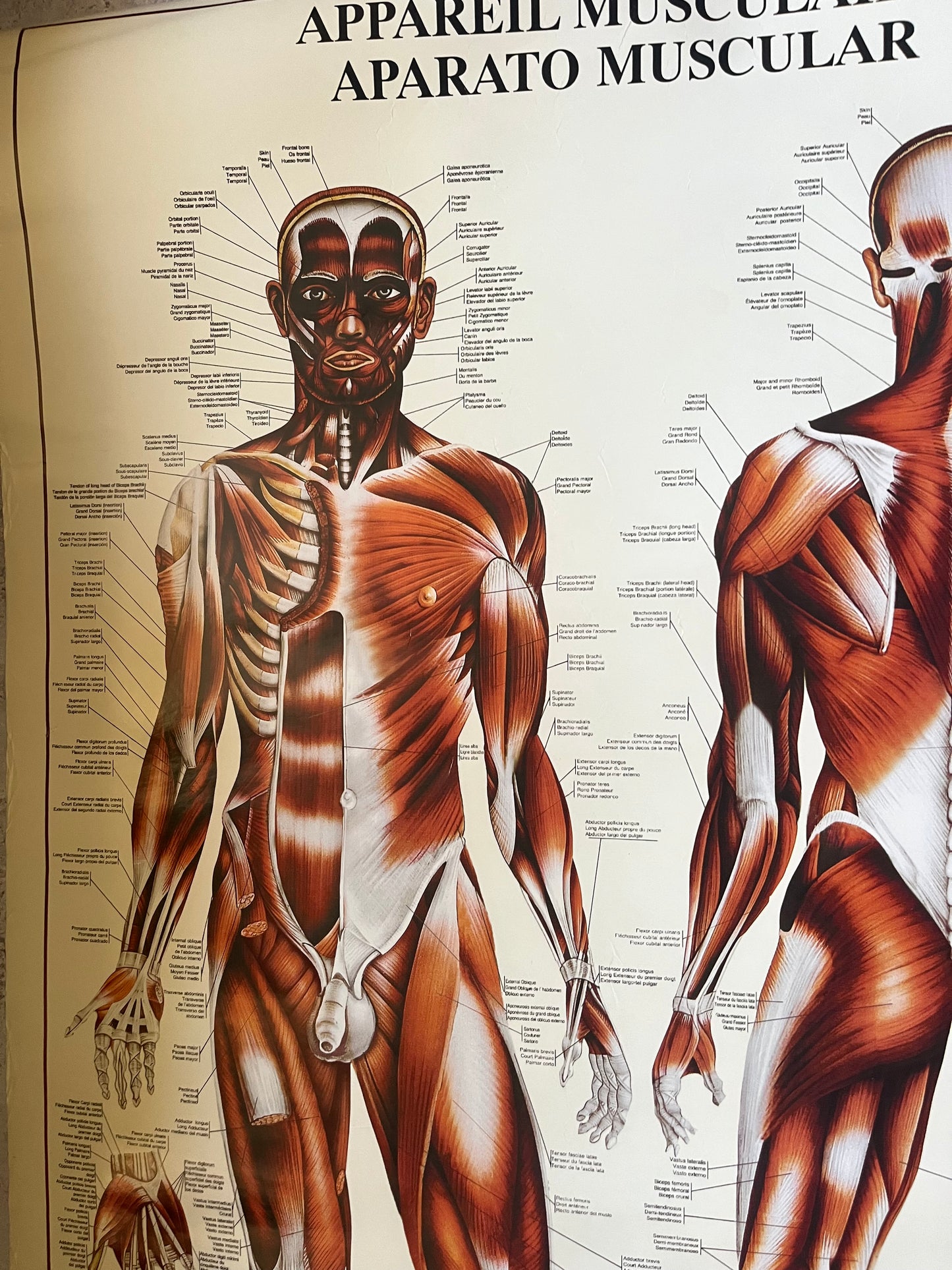 Vintage “The Muscular System” Anatomical Drawings Poster 68x99cm Medical Art