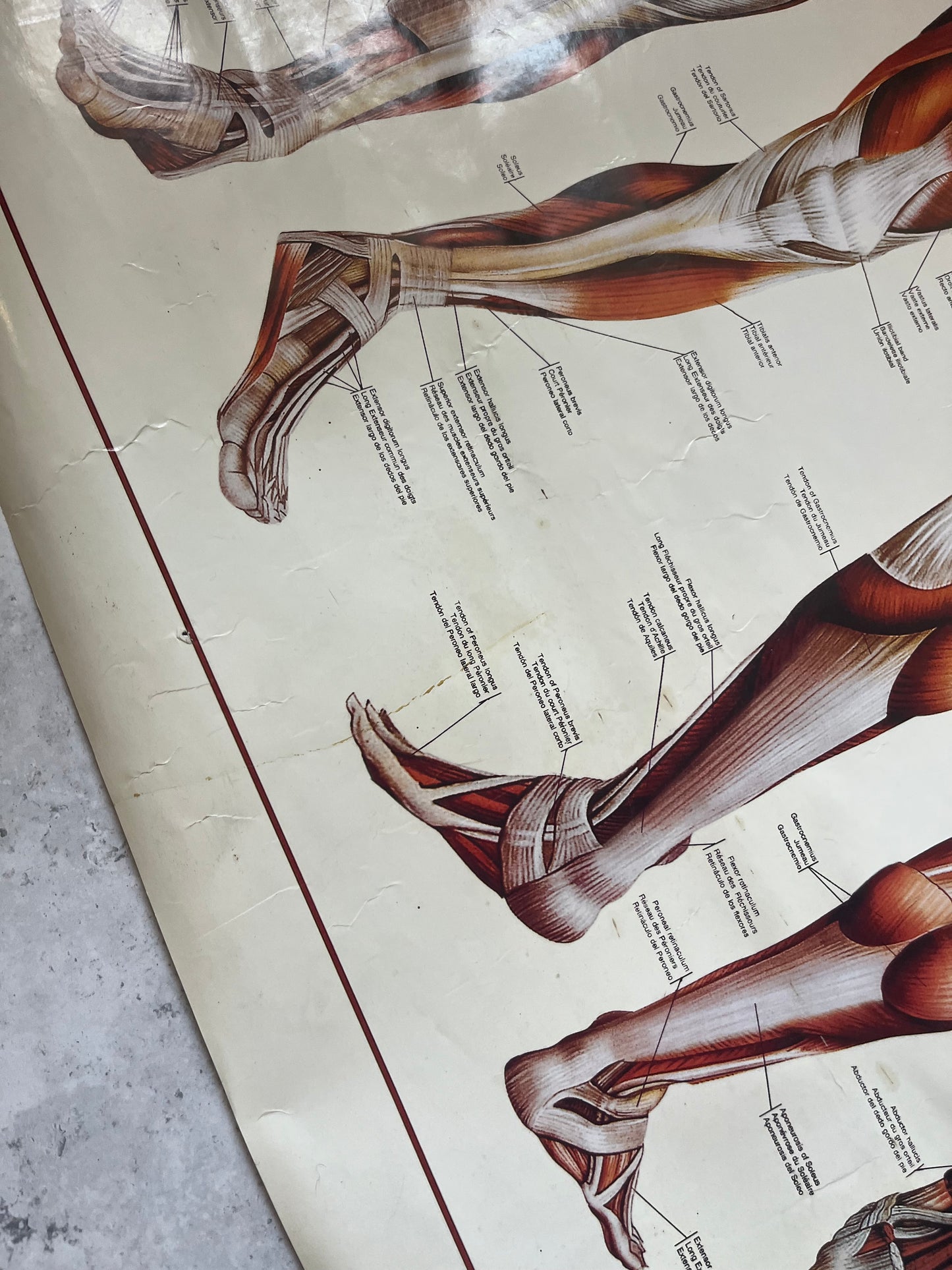 Vintage “The Muscular System” Anatomical Drawings Poster 68x99cm Medical Art